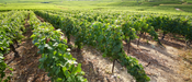 Bewusste Weinbautradition