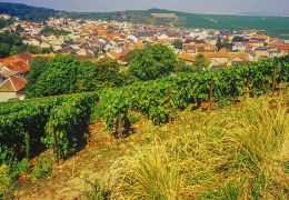 Klimawandel in der Champagne: Wie Winzer ihre Rebsorten und Methoden anpassen